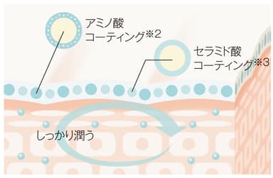 美容成分浸透肌図イメージ