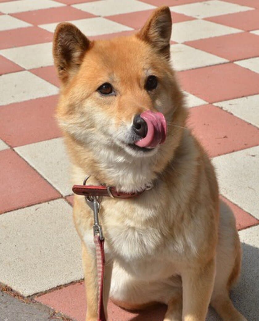 焼却処分していたニホンジカをドッグフードに商品化　
長野県小諸市が取り組む野生鳥獣との共存とは？