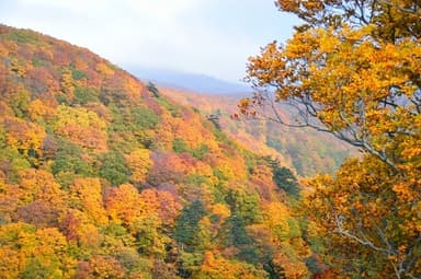 八甲田連峰の紅葉