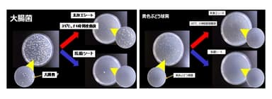 ＜抗菌加工シートでは、未加工シートに比べて菌の増殖が抑えられている様子＞