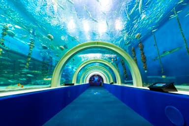 ノゾコーネ会場の浅虫水族館