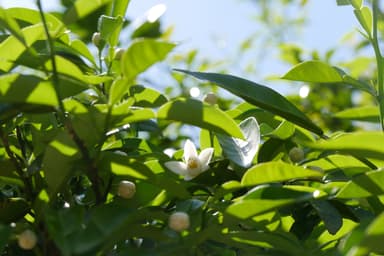 国造ゆずの花