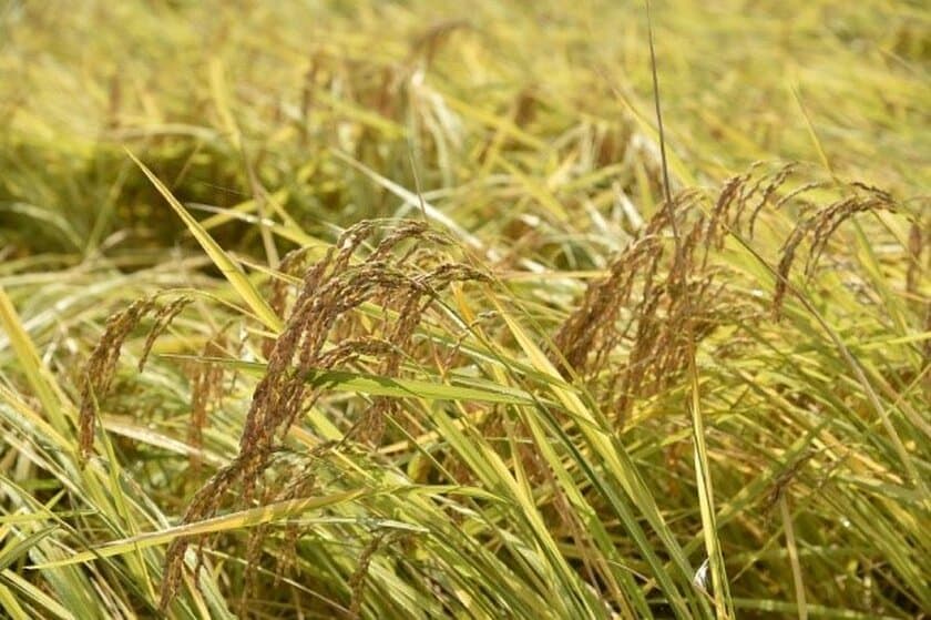 有機野菜の「ビオ・マルシェの宅配」、
「稲刈り体験&田んぼの生き物調査
　ー大阪・能勢」を開催