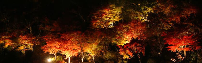 「有馬温泉 太閤の湯」敷地内通り抜け解禁
有馬紅葉の名所「紅葉の棚田」ライトアップ
2017年11月1日(水)よりスタート