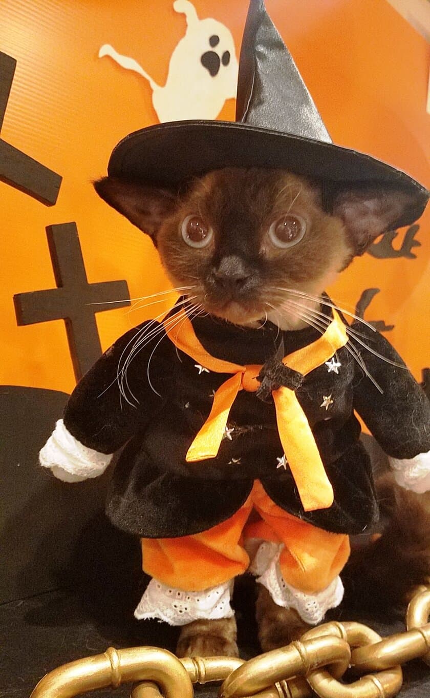 ハロウィン仮装の猫と“記念ニャ真”、
おいしいミルクを飲んで運気もアップ！
猫カフェ 猫家 大宮店「ハロウィンにゃんぼ！くじ」開催