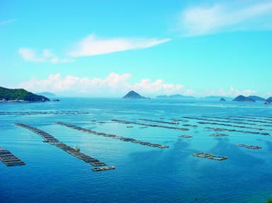 美しい宇和海と養殖漁場