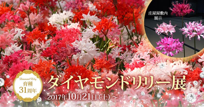 晩秋に輝く花の宝石「ダイヤモンドリリー」2,000鉢の展示会　
加茂荘花鳥園(静岡県掛川市)にて10月21日から開催