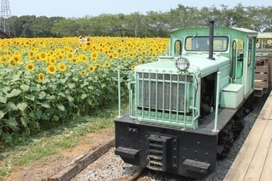 ひまわり畑を走るトロッコ列車