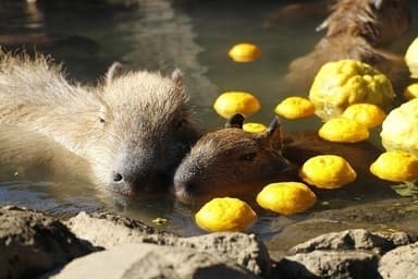 2017-18 カピバラの露天風呂 4