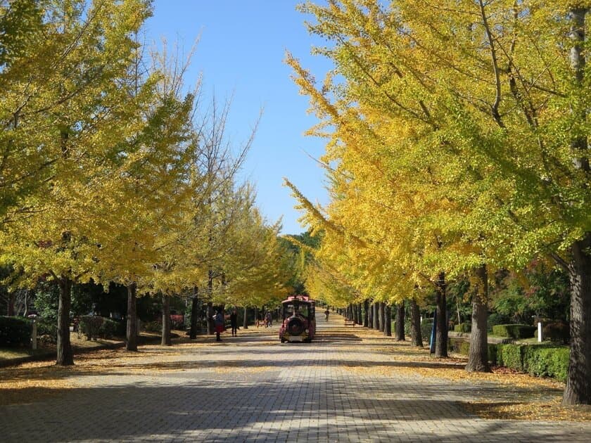 この秋も！西武鉄道・西武観光バスが相互協力し
秩父ミューズパーク展望台行き早朝臨時急行バスを往復運転！