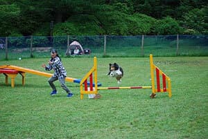 (2)ギャンブラー・アジリティ大会