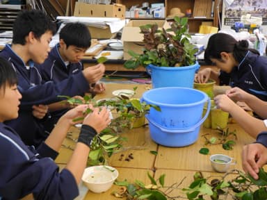 土や草から色の原料を採取する様子