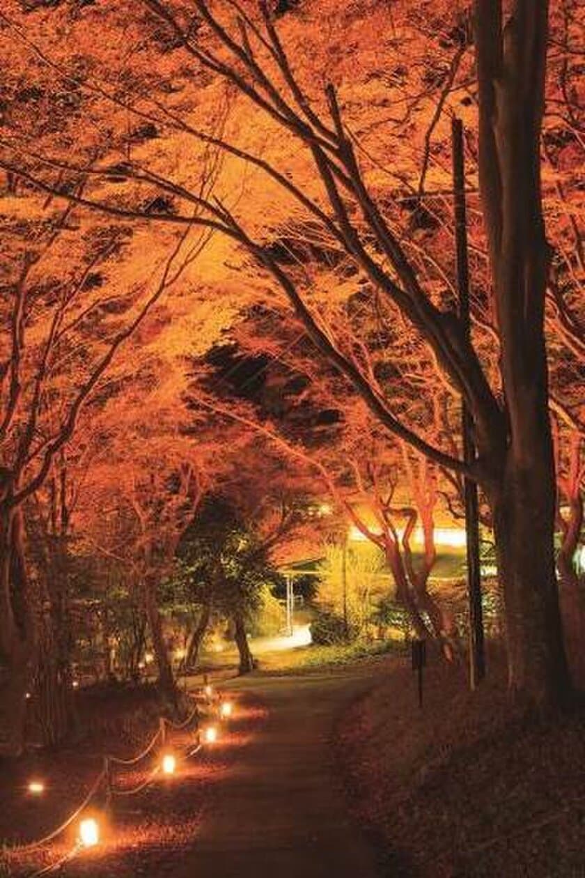 京都・大津市内より一足早く、
比叡山の紅葉がまもなく見頃を迎えます！