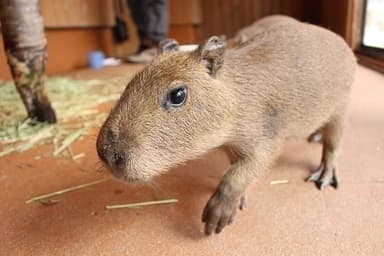 那須　カピバラ「ネバ」