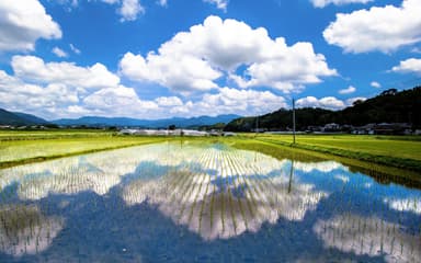 田園風景はリオオリンピック会場に展示されました