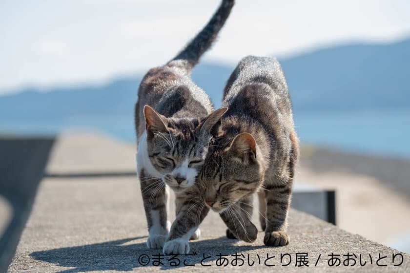 鼻提灯猫・島ねこの写真家“あおいとり”活動休止を決定！
過去から最新まで200作品がならぶ最後の個展1/12～21に開催