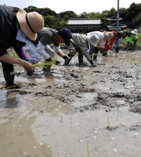 みんなで並んで田植え♪