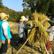 稲刈りして天日干し