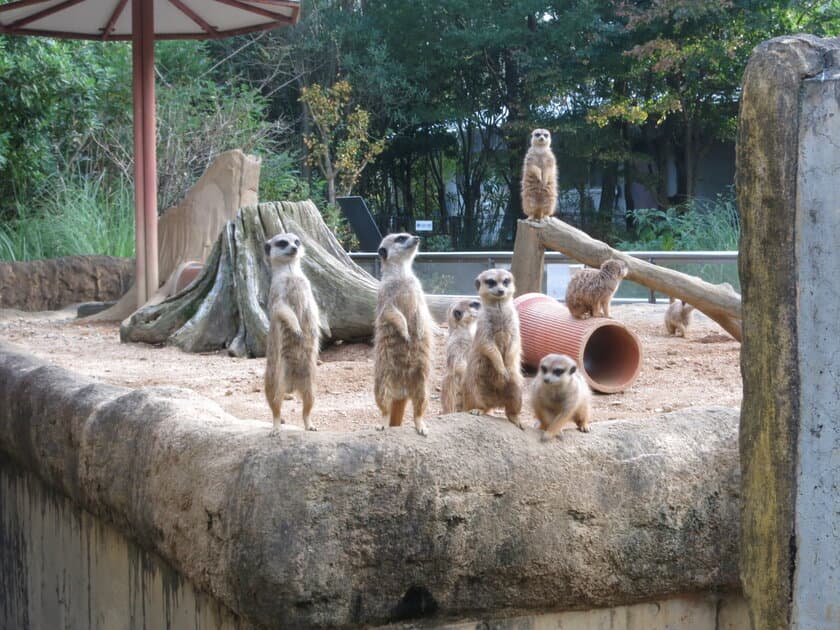 とくしま動物園がクラウドファンディングを実施　
「ミーアキャットのおうち応援プロジェクト」12/1開始