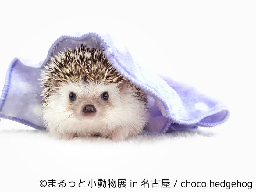 ハリ・ハム・リス・モモンガで新年初癒し！「まるっと小動物展」
　初の巡回展・名古屋開催が1月13日～2月18日に決定