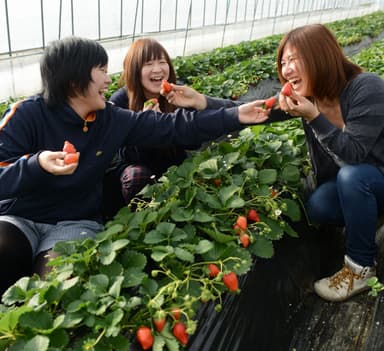 いちご狩りの様子