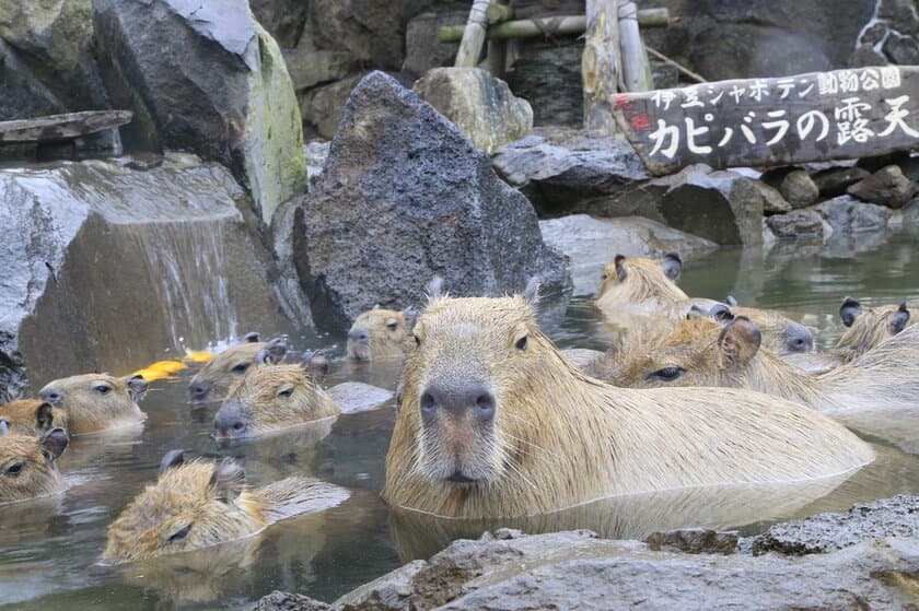 カピバラも“ゆず湯”で風邪予防？！
冬至の12/22～期間限定で「カピバラのゆず湯」を開催