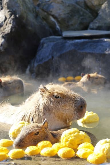 12月22日冬至からゆず湯に