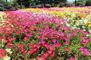 四季折々の花が咲くガーデン　夏　ポチュラカ