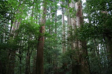 魚梁瀬杉の森・千本山