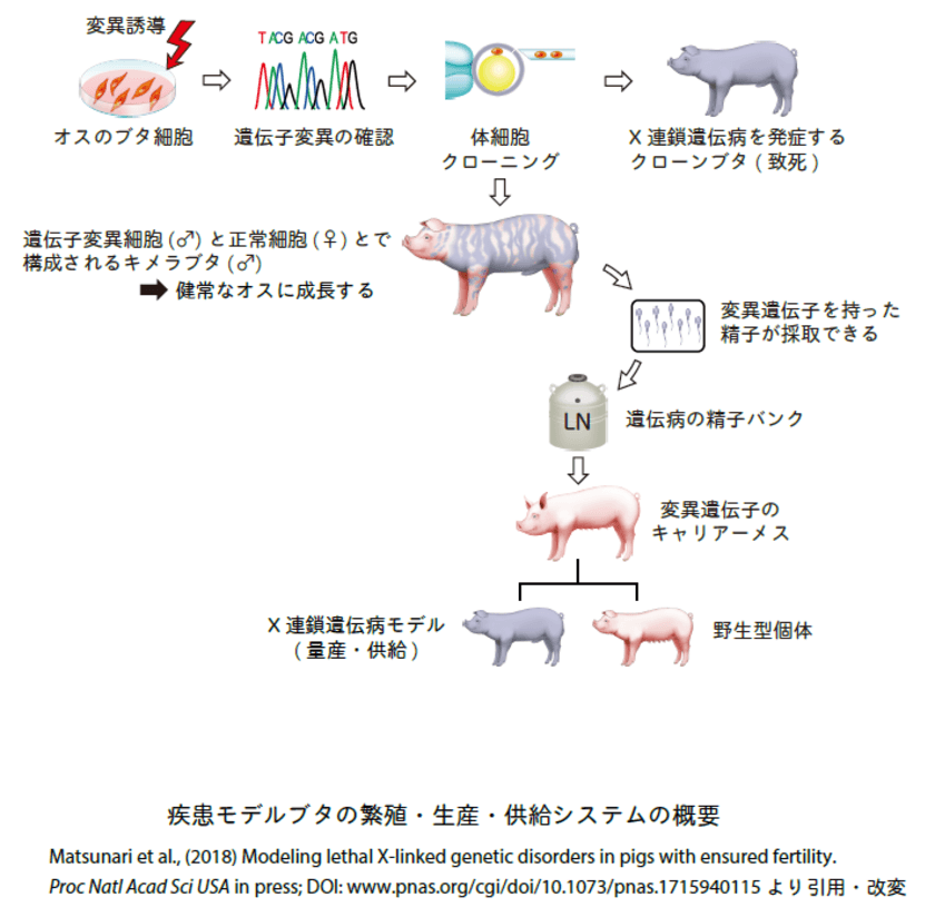 明治大学バイオリソース研究国際インステュテュートが、
稀少難治性疾患モデルブタの繁殖・生産・供給システムの開発に成功