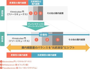 スーパー大麦摂取により“抗肥満型”の腸内細菌叢にシフト