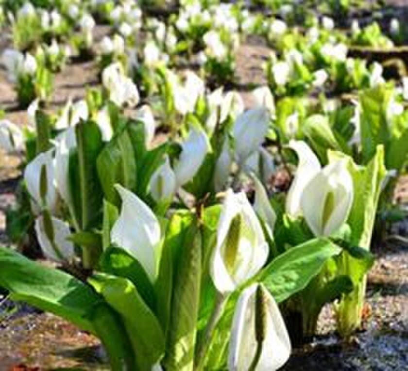 六甲高山植物園　花とお酒を楽しむ　ミズバショウまつり
3月31日(土)より開催！