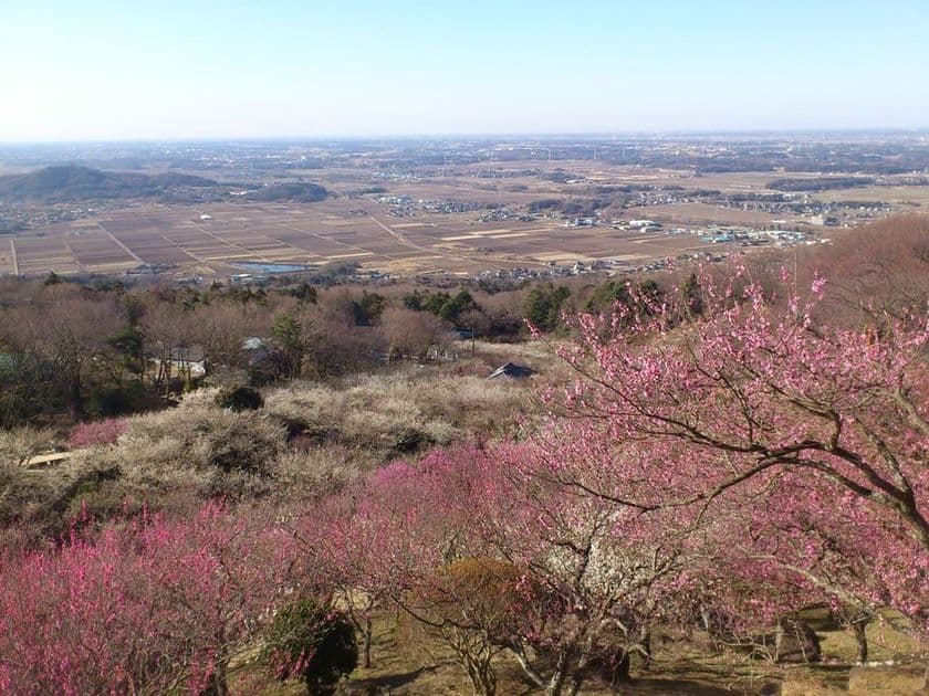 標高250mからの1,000本の梅と関東平野の絶景　
第45回 筑波山梅まつり　
2月14日～3月21日に開催