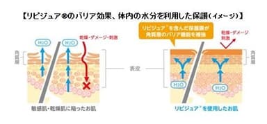 【リピジュア(R)のバリア効果、体内の水分を利用した保護(イメージ)】