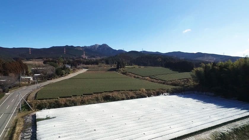 熊本・菊池市旭志の山麓に氷の世界が出現！？　
凍った茶葉が作り出す30アールの“真っ白茶畑”が誕生