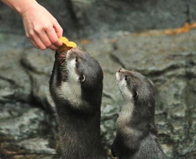 カワウソにバレンタインのプレゼント