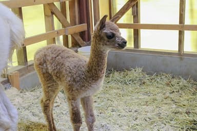 先月生まれたアルパカの赤ちゃん(1/28撮影)