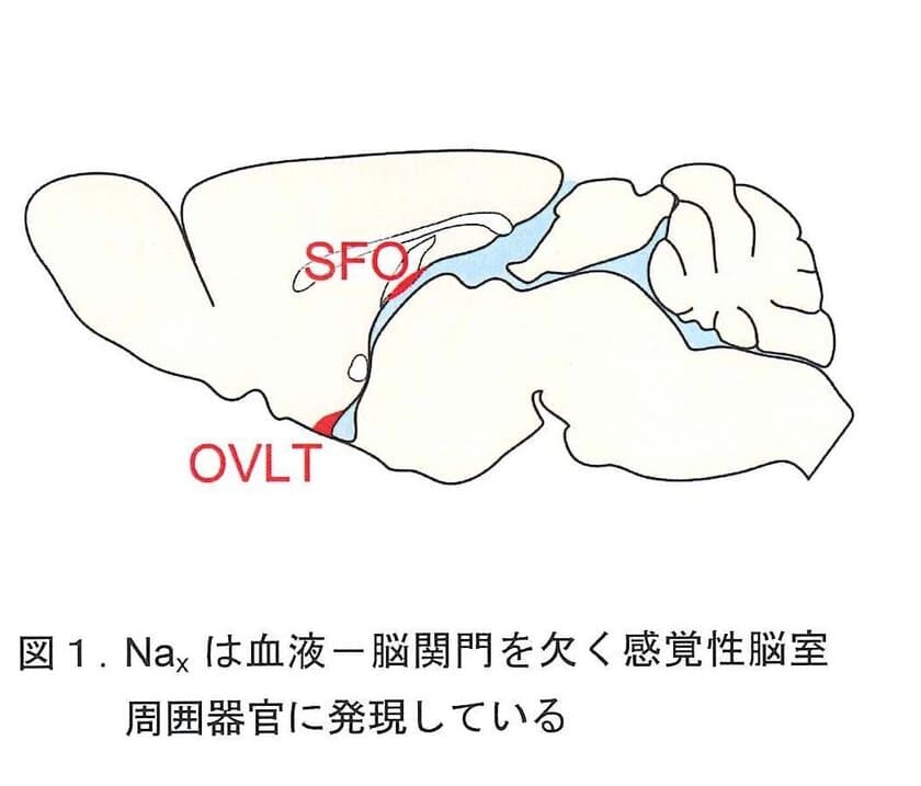 基礎医学医療研究に向けた助成金「生体の科学賞」　
基礎生物学研究所の野田 昌晴氏が第2回の受賞者に決定