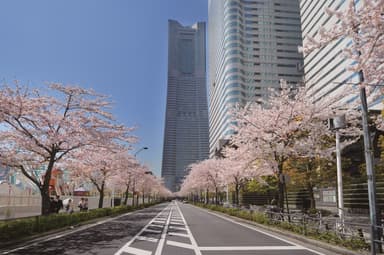 「さくら通り」過去の桜開花の様子