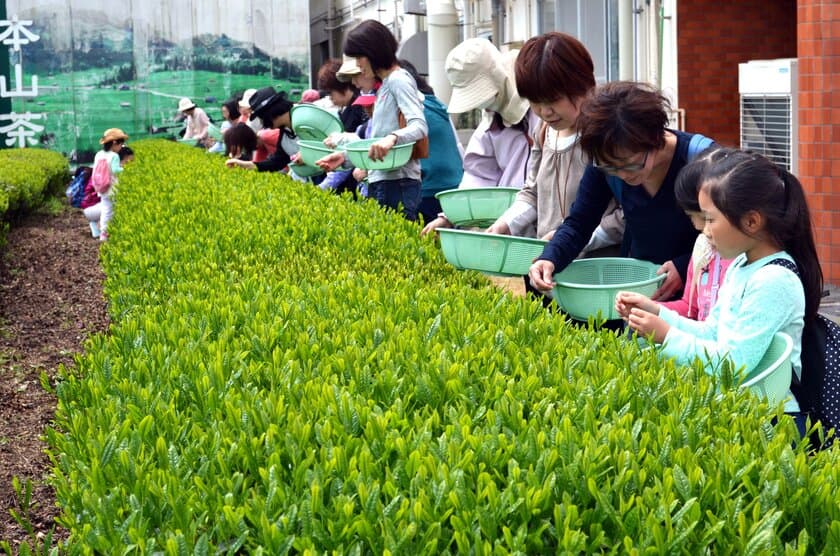 大好評 春の新茶摘み体験ツアー、3月1日より予約受付開始 
 静岡駅からたった15分の場所でお茶摘み体験ができる！！