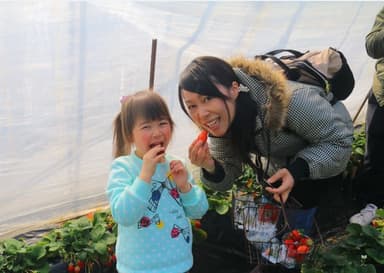 摘みたていちごの食べ放題