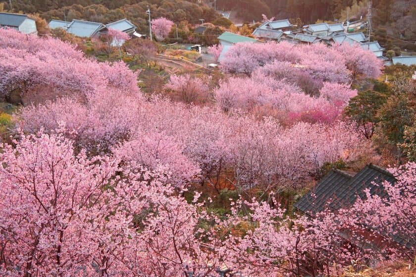 春は高知で花めぐり！高知の春花イベント情報をお届け！
～ひと足早く春を告げる「雪割桜」、まもなく見頃を迎えます～