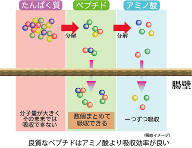 吸収速度イメージ