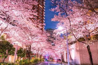 都内有数の桜の名所を散策