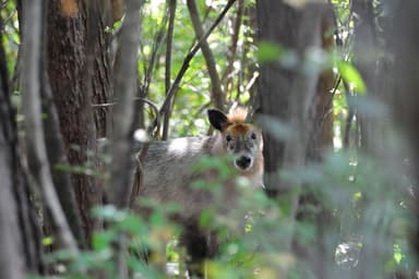 森に住む野生の動物