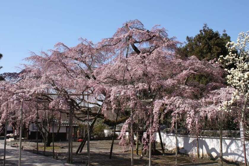 桜の名所　京都 醍醐寺で特別なお花見　
拝観時間前の特別入場＆お花見＆朝がゆ朝食プラン登場