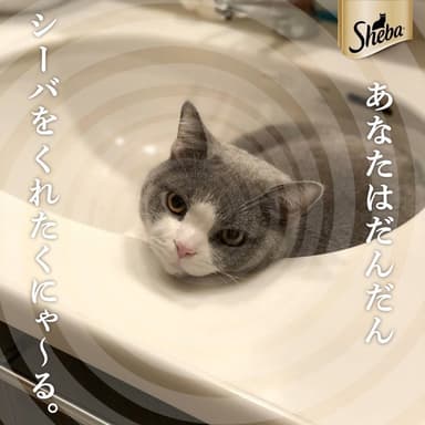 ホワイト渦巻き ニャイ眠術