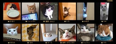 「猫目ヂカラ王選手権」に輝いた猫たち(一部抜粋) 3