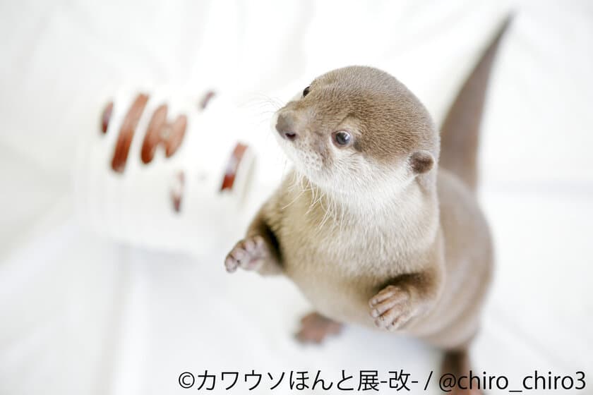 インスタ人気者が集合「カワウソほんと展 -改-」3/30～4/22開催
　可愛いだけじゃない生態的な“ほんと”を大学教授が解説