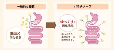 ゆっくり消化吸収される図